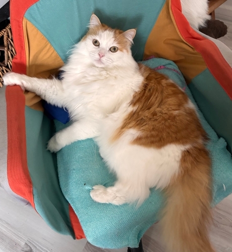 Yumi için mutlu bir yuva arıyorum fotoğraf