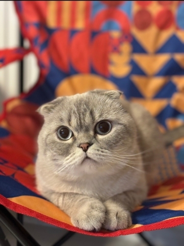 Dost Canlısı Uyumlu ve Sevimli fotoğraf