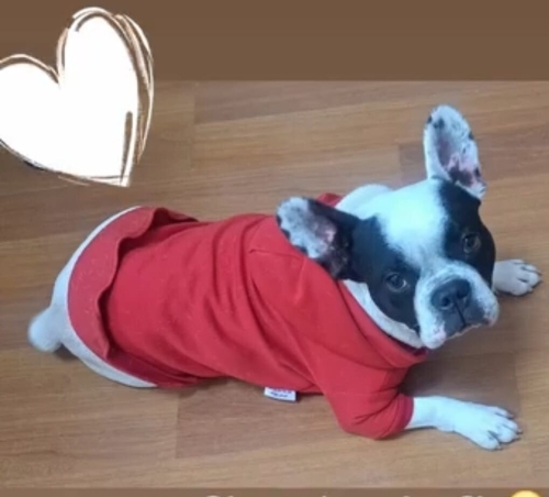 Oyuncu, sevimli French Bulldog fotoğraf