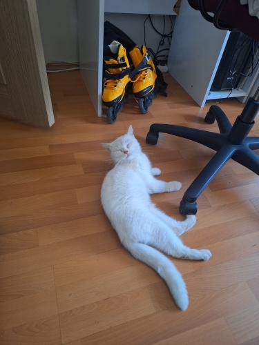 Sahibi sokağa atmış ve istememiş hastaydı tedavisi yapıldı şimdi yuva aranıyor fotoğraf