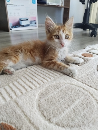 Bir yuva bekliyorum fotoğraf
