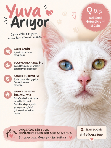 Sektörel heterökromi gözlü özel kedi fotoğraf