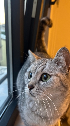 8 Aylık Cins Kedi fotoğraf