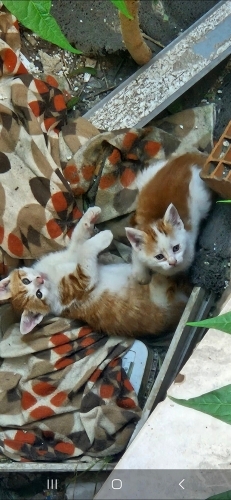 Yuva lütfen istenmiyorlar fotoğraf