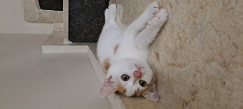 2.5 aylık miril miril gezen oglan omurluk ailesini arıyor fotoğraf