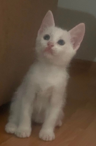 Kartopu Şirin Ponçik fotoğraf