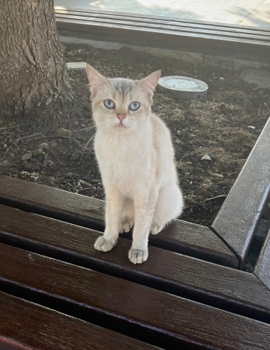 Sokağa Atılmış Cins Kedi fotoğraf