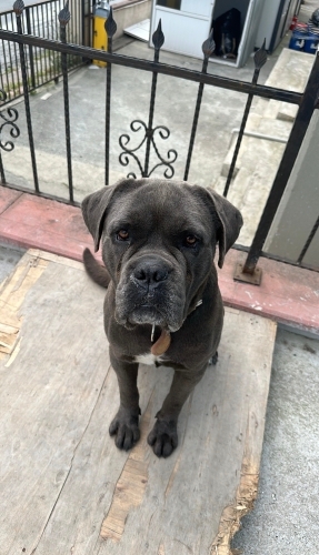 Cane Corso ve Rottweiler köpeklerimi taşınma sebebiyle sahiplendiriyorum fotoğraf