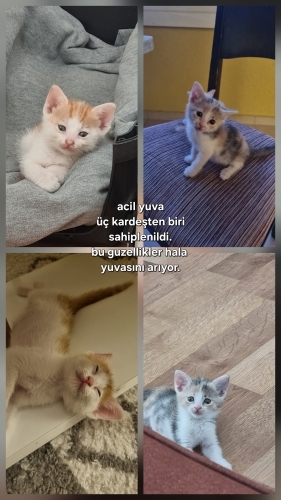 Sokaktan bulduğumuz minnoşlar fotoğraf