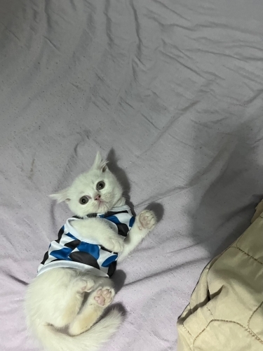 Minik Sütlaç'a Yuva fotoğraf