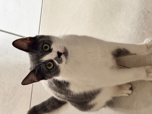 4 yavruya sahip anne için yuva fotoğraf