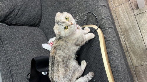 sıcakkanlı scottish fold bebeğimiz fotoğraf