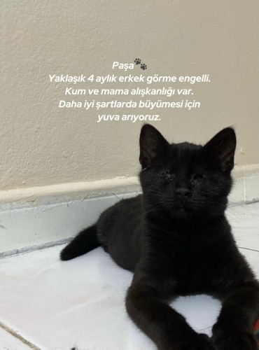 Görme engelli Kedi fotoğraf