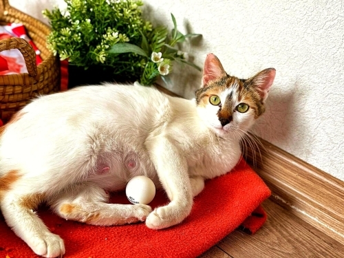 Herkes için savaştı ama kendi sokağa dönecek fotoğraf