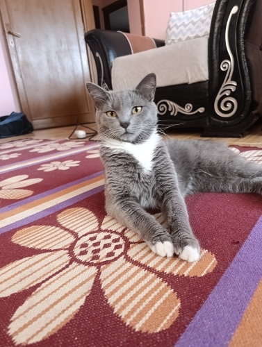 Oyuncu ve konuşkan fotoğraf