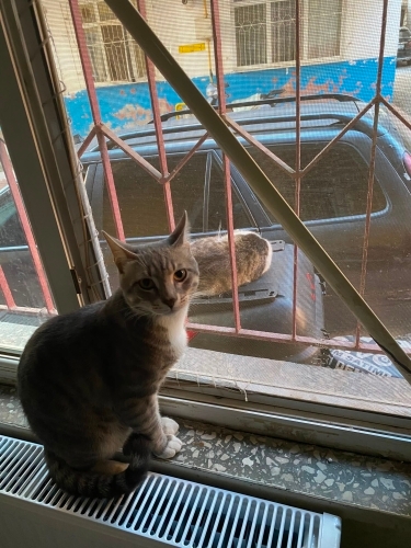Yulaf 8 aylık sevecen temas bağımlısı bi yavru ona takip şartı ile yuva arıyoruz fotoğraf