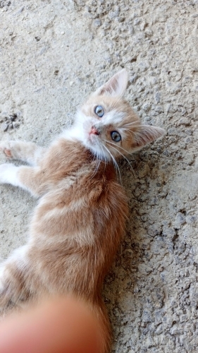 1-2 aylık yavru maviş gözlü kedi sahiplendiriliyor fotoğraf