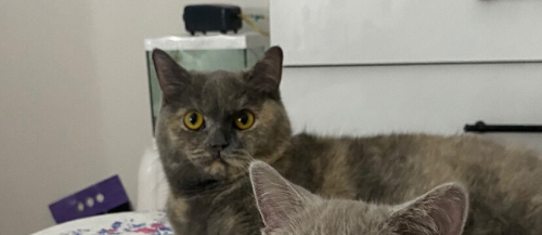 Çok sakin milaya yuva fotoğraf
