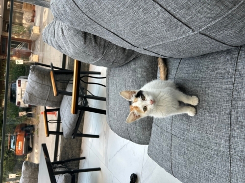 Calico Minik Kedi fotoğraf