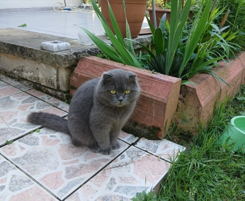 10 Aylık Erkek Scottish Fold – Ücretsiz Sahiplendirilecektir fotoğraf