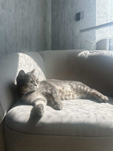 British shorthair Mia fotoğraf