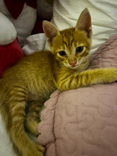 Yavru Kedi Sahiplendirme fotoğraf