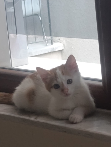 Hayatınıza renk katmaya gelsin inanilmaz pozitif bir can fotoğraf