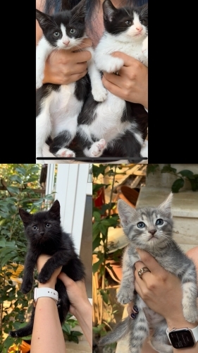 Kurtardığımız 4 yavru ömür boyu yuvalarını arıyorlar.Ayrı sahiplendirilebilirler fotoğraf