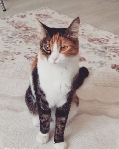Vera'mıza yuva arıyoruz fotoğraf