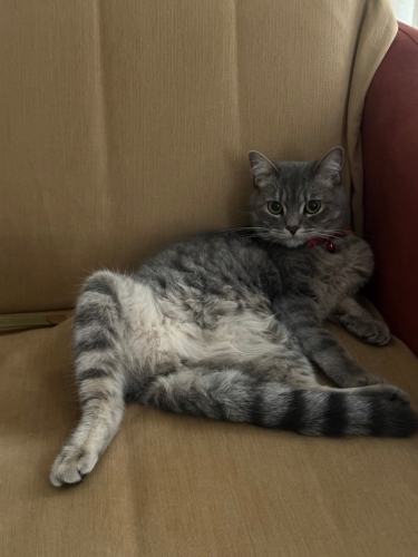 kısır 1 yaşında melez kedi fotoğraf