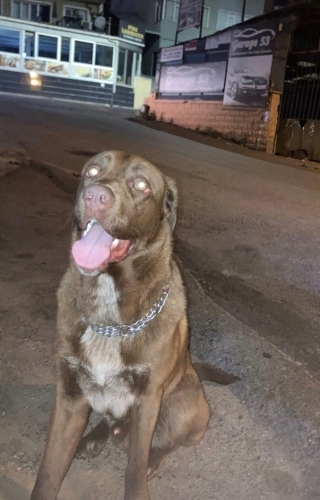 1..5yasinda labrodor cane corso kırması yakışıklı insan canlısı oğlumu sahiplend fotoğraf