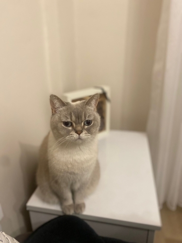 Kısır dişi kedi fotoğraf