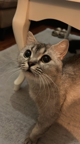 SOKAĞA ATILMIŞ ACİL GEÇİCİ KALICI YUVA 🐾😭 fotoğraf