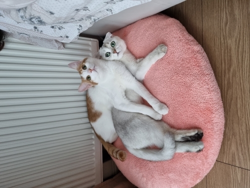 Acil yuva arıyorum fotoğraf