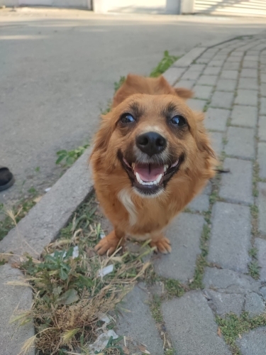 Bücür kızımız yıva arıyor fotoğraf