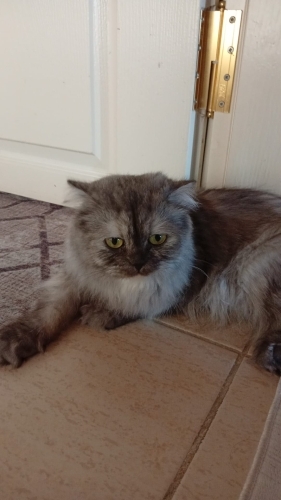 british longhair fotoğraf