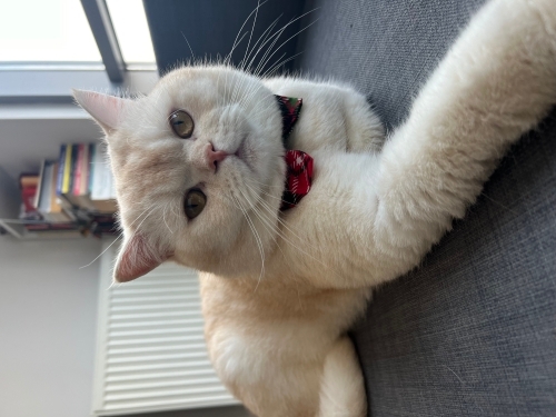 Acil Yuva Arıyoruz fotoğraf
