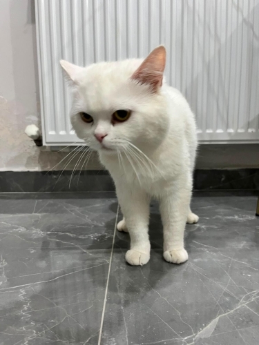 Beyaz acil yuva arıyor fotoğraf