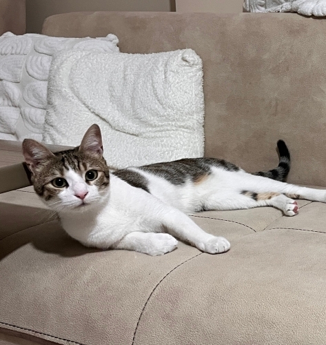 Wilson yuvasını arıyor fotoğraf