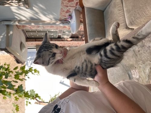 Aşırı oyuncu ve uyumlu fotoğraf