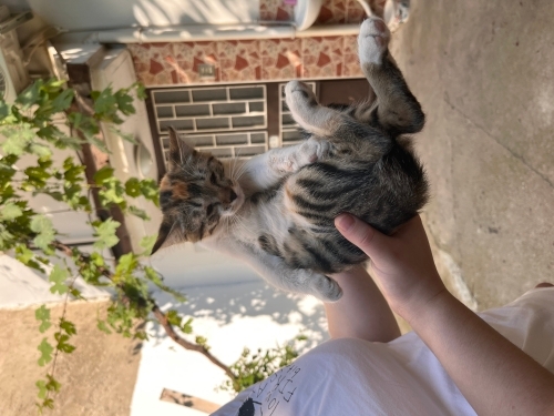 Sevgi bağımlısı fotoğraf