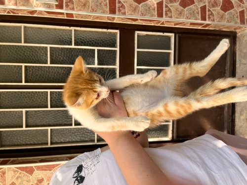 Aşırı uysal ve sevecen fotoğraf