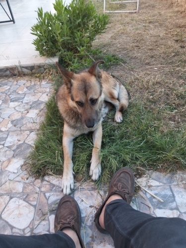Alman kurdu 1 yaş erkek sahiplendirme fotoğraf