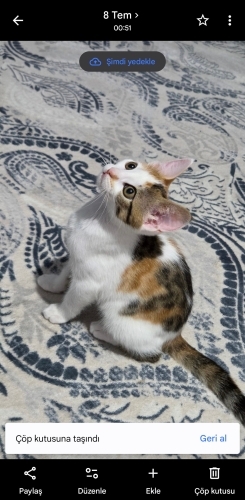 Sokakta miyavlarken bulundu 2 ay önce fotoğraf
