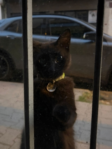 Salem, Apartmandan atıldı, Acil yuvaya ihtiyacı var sokakta çok korkuyor. fotoğraf