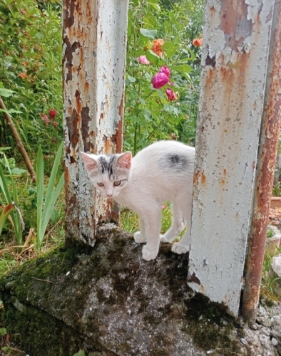 Bulut oğlumuza yuva arıyoruz fotoğraf