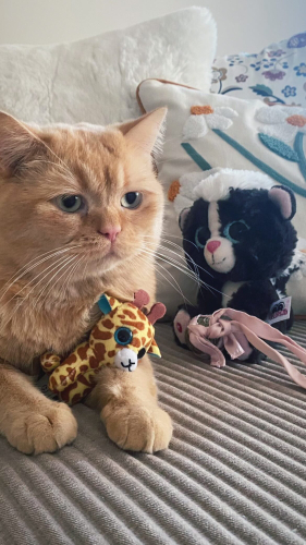 4 YAŞINDA SEVECEN KEDİ YENİ YUVASINI ARIYOR fotoğraf