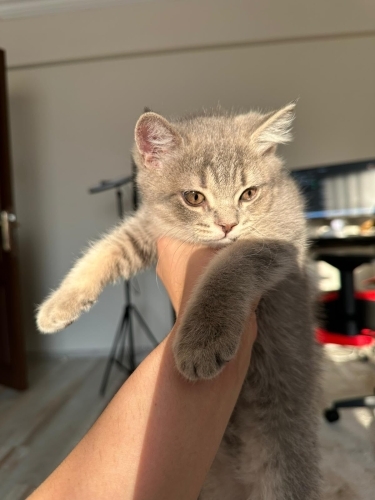 Melez Tatlılık Yuvasını Arıyor fotoğraf