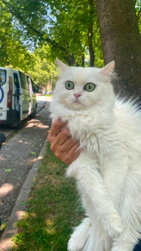1.5 2 YAŞ CİVARINDA KISIR BRİTİSH LONGHAİR KEDİ ÖMÜRLÜK YUVAS ARIYOR YENİMAHALLE fotoğraf