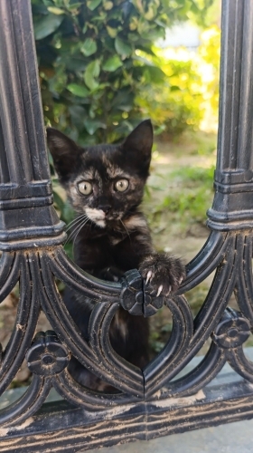 1,5 aylık DİŞİ Tortie fotoğraf